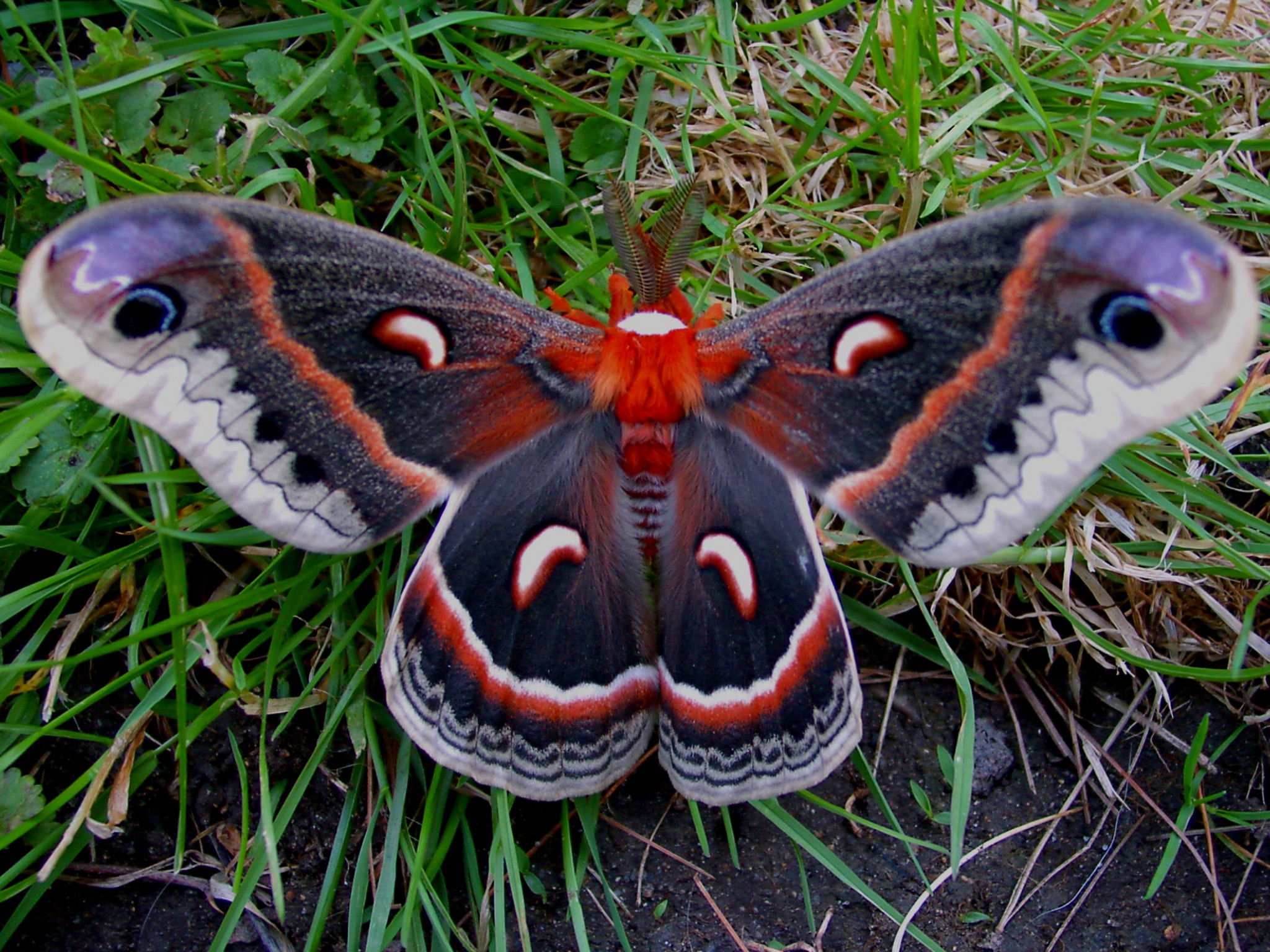 cecropia moth to send